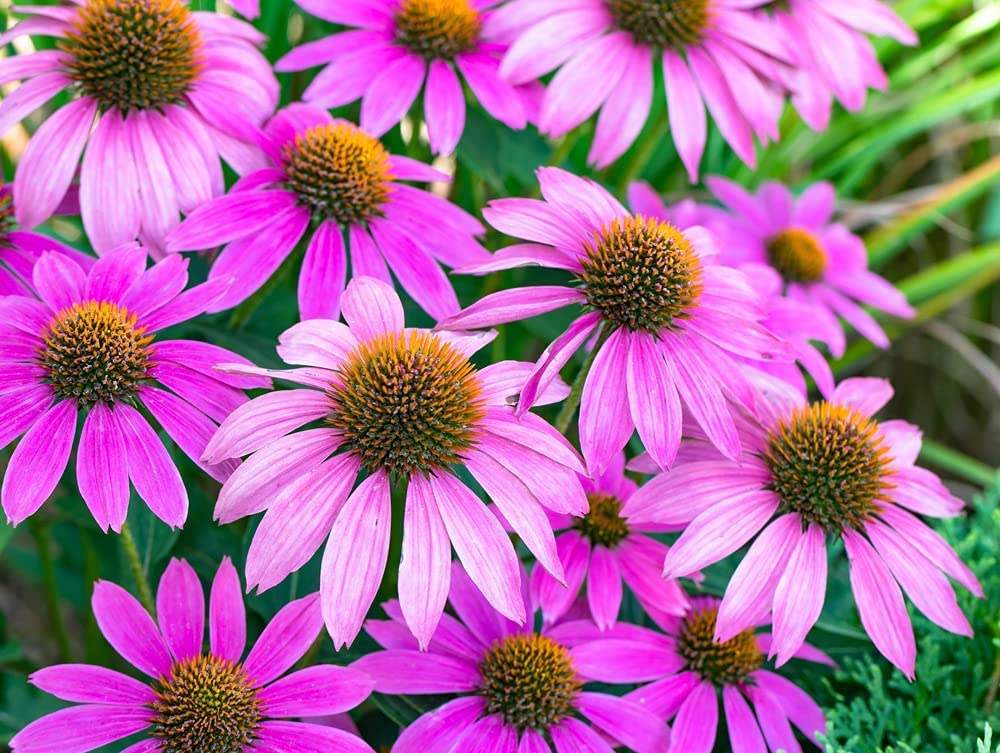 Purple Coneflower Flower Seeds - 500+ Seeds - Made in USA, Ships from Iowa.