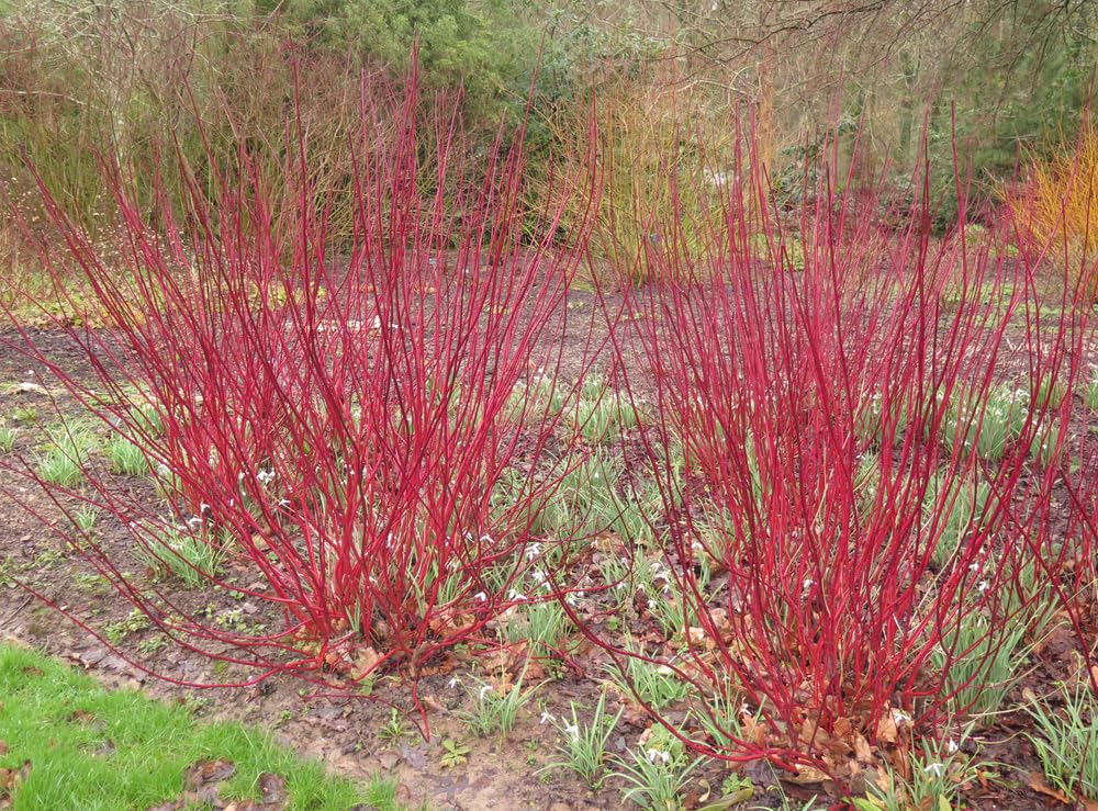 Burning Bush Cuttings to Grow - Red Bright Willow