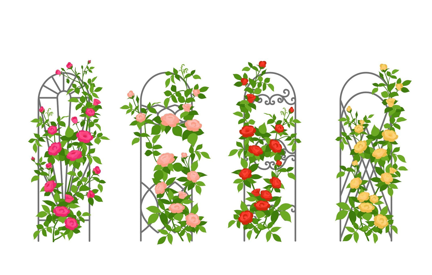 Climbing Rose Vine Seeds - 30+ Seeds for Planting