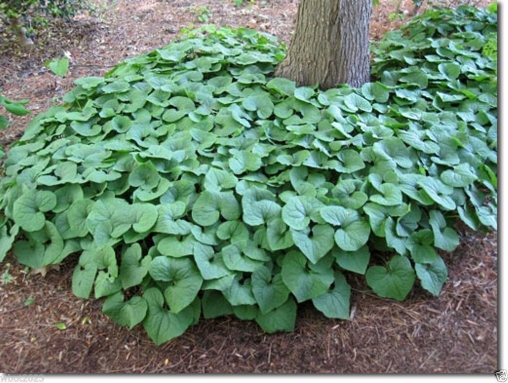 Wild ginger Seeds AKA Canadian Ginger ,vigorous groundcover, 25 Seeds Perennial.