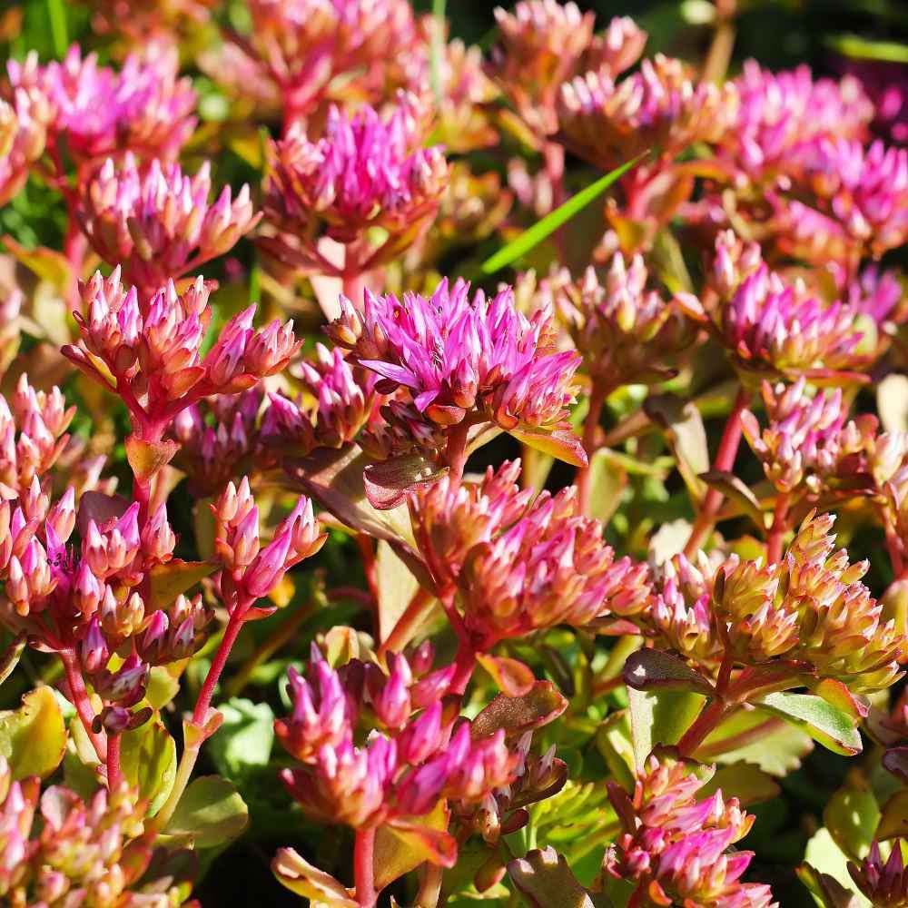 Purple Carpet Sedum Seeds for Planting (500 Seeds) - Spurium Coccineum Purple Carpet