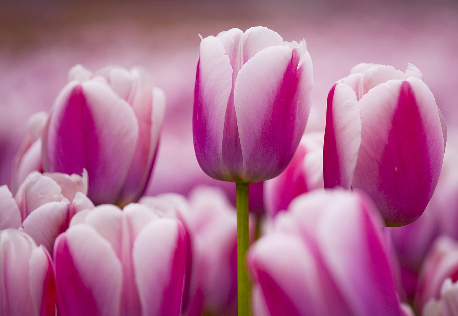 10 Pink and White Tulip Bulbs for Planting - Easy to Grow - Ships from Iowa, USA
