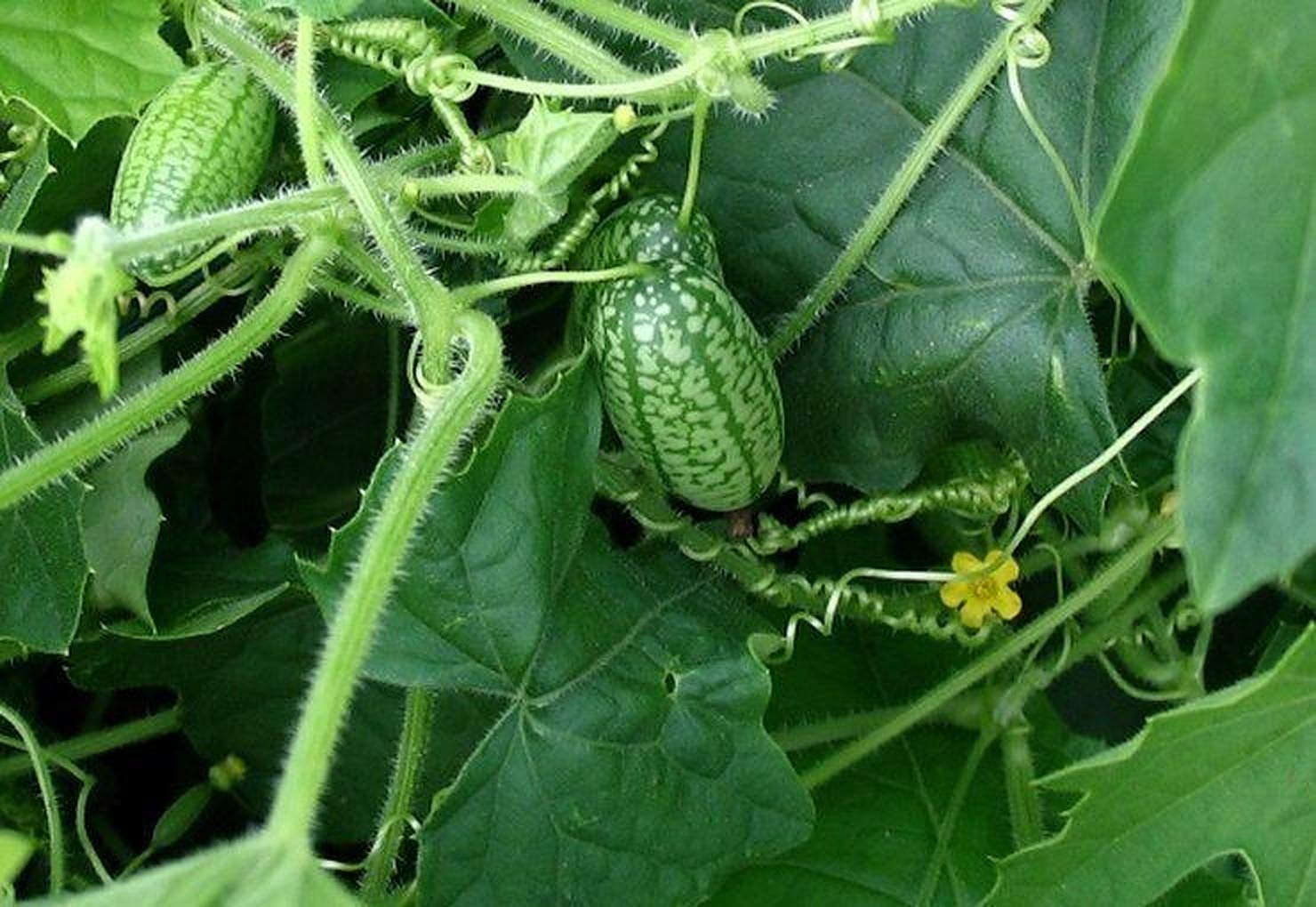 Cucamelon 20 Seeds - Mouse Melon, Melothria Scabra Mini Cucumber, Mexican Sour Gherkin Heat Tolerant Plant, Miniature Watermelon Seeds to Plant, Mexican Sour Cucumber Seeds for Planting