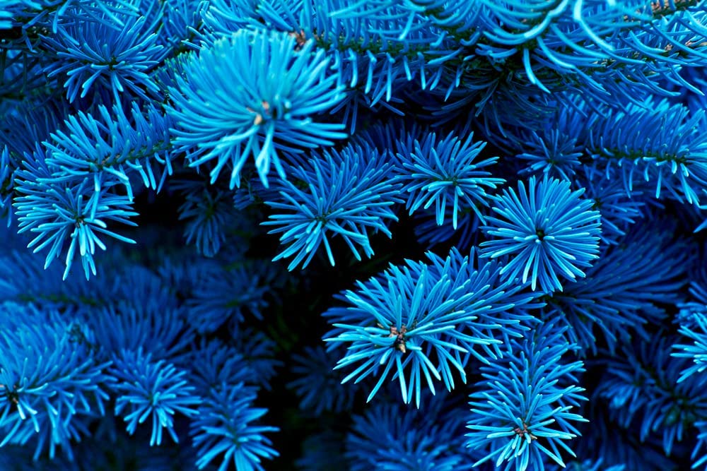 Blue Spruce Seeds for Planting | 30 Seeds | Colorado Blue Spruce, Picea pungens glauca | Attractive Trees fro Privacy or Landscaping