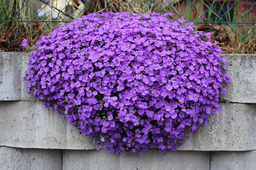 Water Fall Rock Cress Seeds for Planting - 250 Seeds - Amazing Aubrieta Groundcover Plant