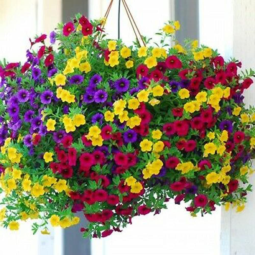 200+ Petunia Flower Seeds for Planting, Mixed Color | Non-GMO | Rare Seeds for Planting Home Garden, Seeds, Gardeners Choice!
