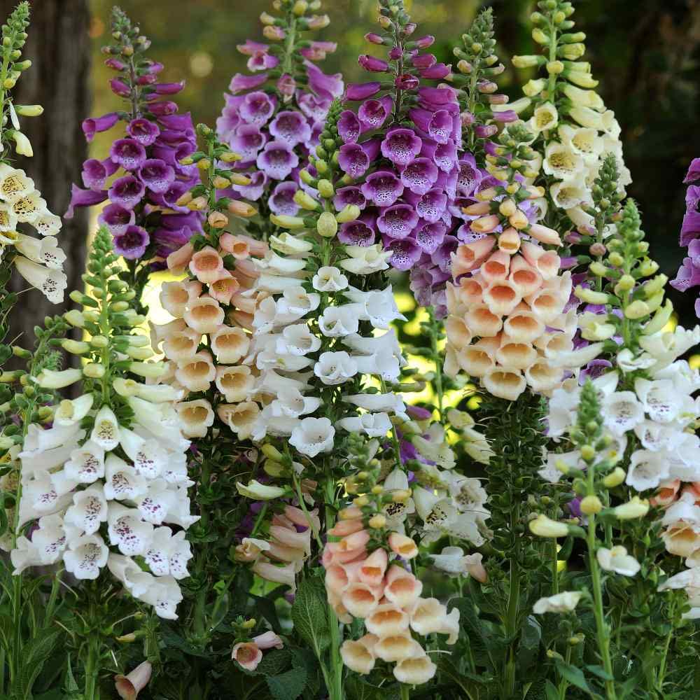 Foxglove Flower Seeds for Planting - Over 1,000 Seeds of Mixed Color Foxglove - Ships from Iowa, USA