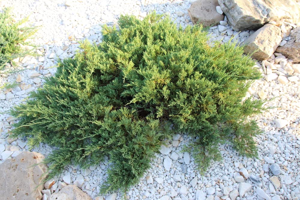 Creeping Juniper Ground Cover Plant Seeds for Planting | 20+ Seeds of Juniperus horizontalis | Highly Prized for Garden and Landscaping
