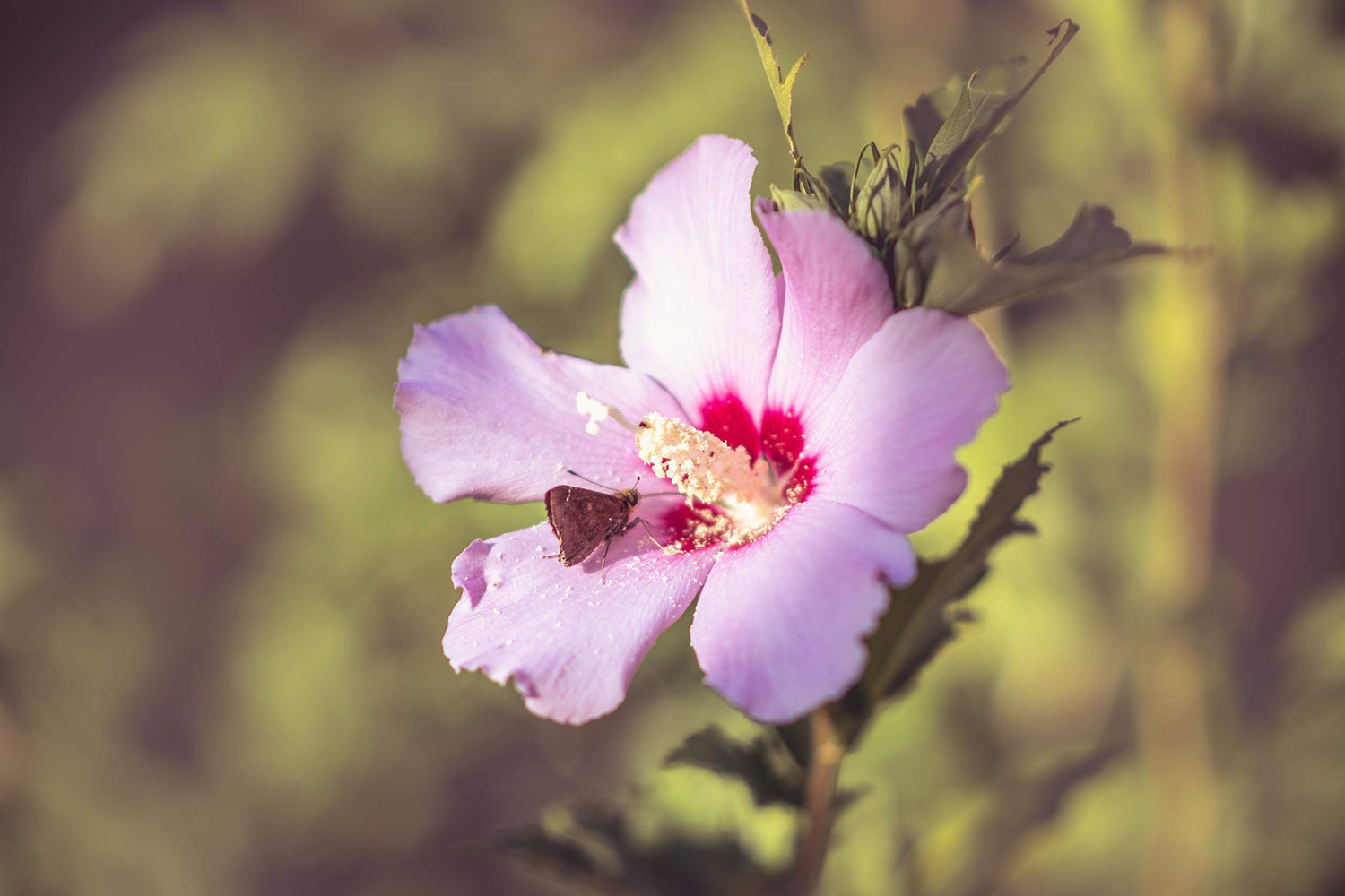 Potted Rose of Sharon Plant (Starter Plant)(Hibiscus Syriacus)