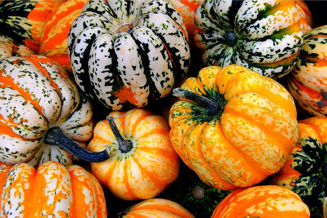 Carnival Acorn Squash Seeds for Planting | Colorful Squash, Grow Your Own Fall Decor - Ships from Iowa, USA