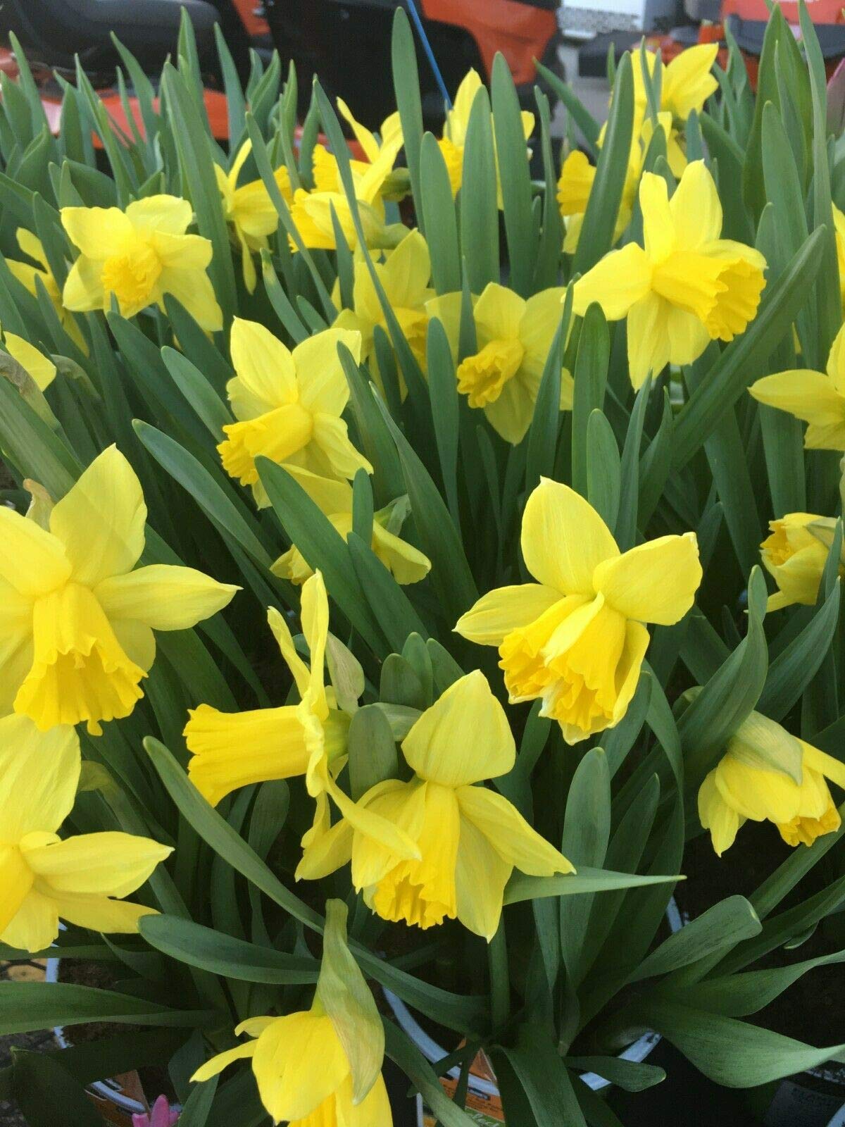 Dutch Master Daffodil Bulbs Trumpet Daffodil 50 Bulbs