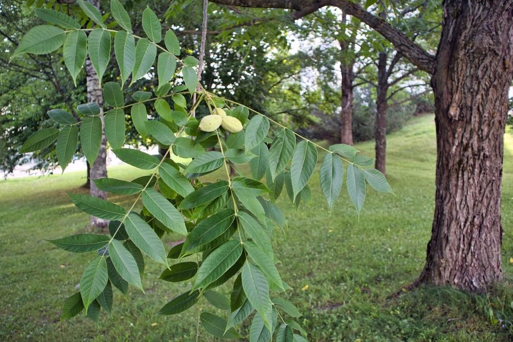 4 White Walnut Tree Seeds for Planting - Juglans cinerea, Butternut