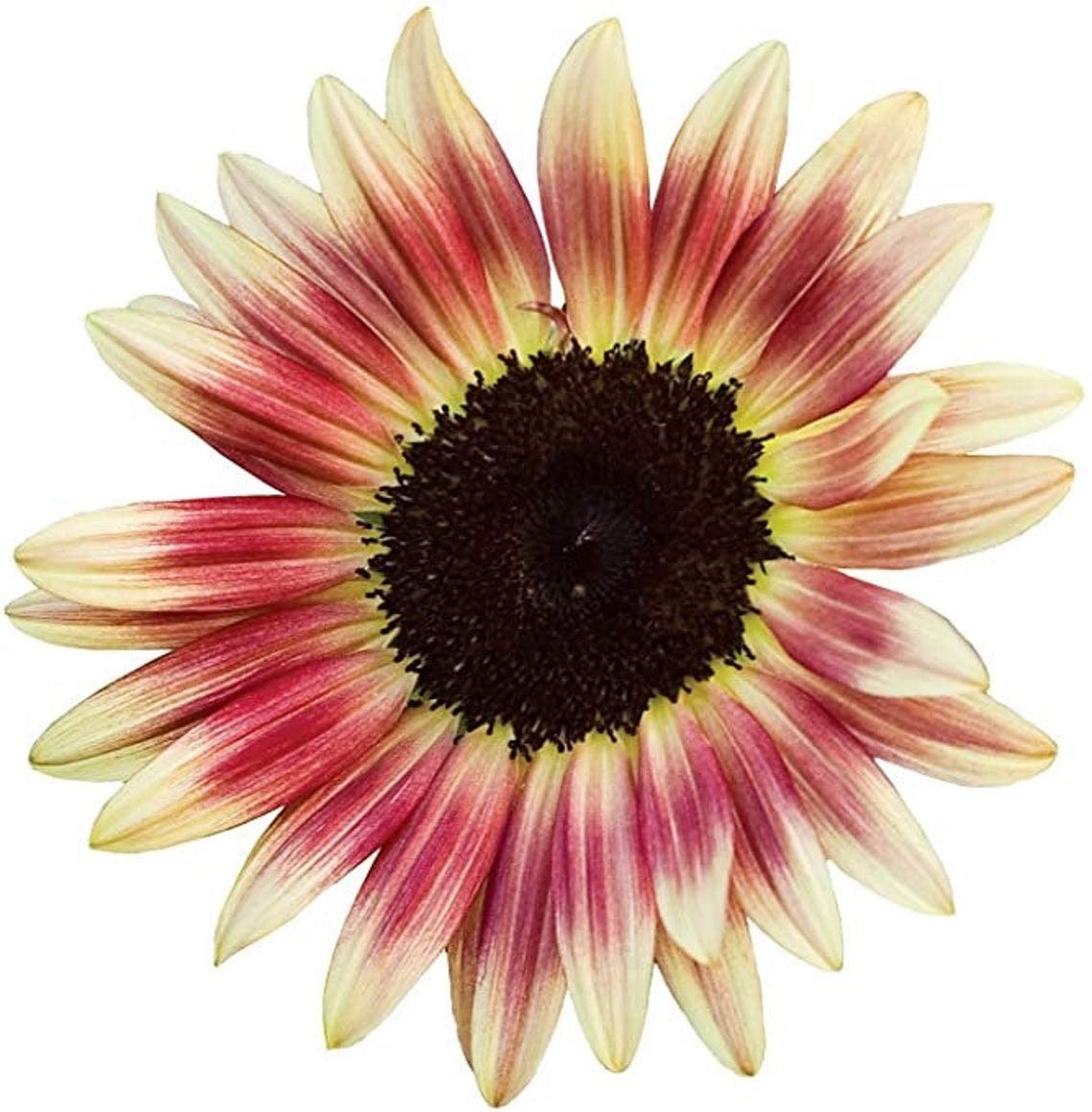 Strawberry Blonde Sunflower Seeds - 20 Seeds to Grow - Helianthus Annuus, Pink and Yellow Sunflower