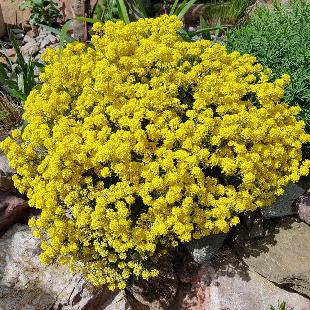 Yellow Acre Sedum Seeds for Planting (200 Seeds) Stunning Yellow Groundcover -