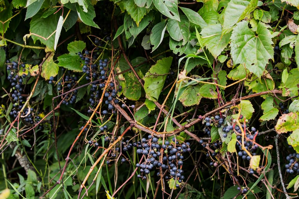 Wild Grape Vine Seedlings for Planting - Vitis riparia