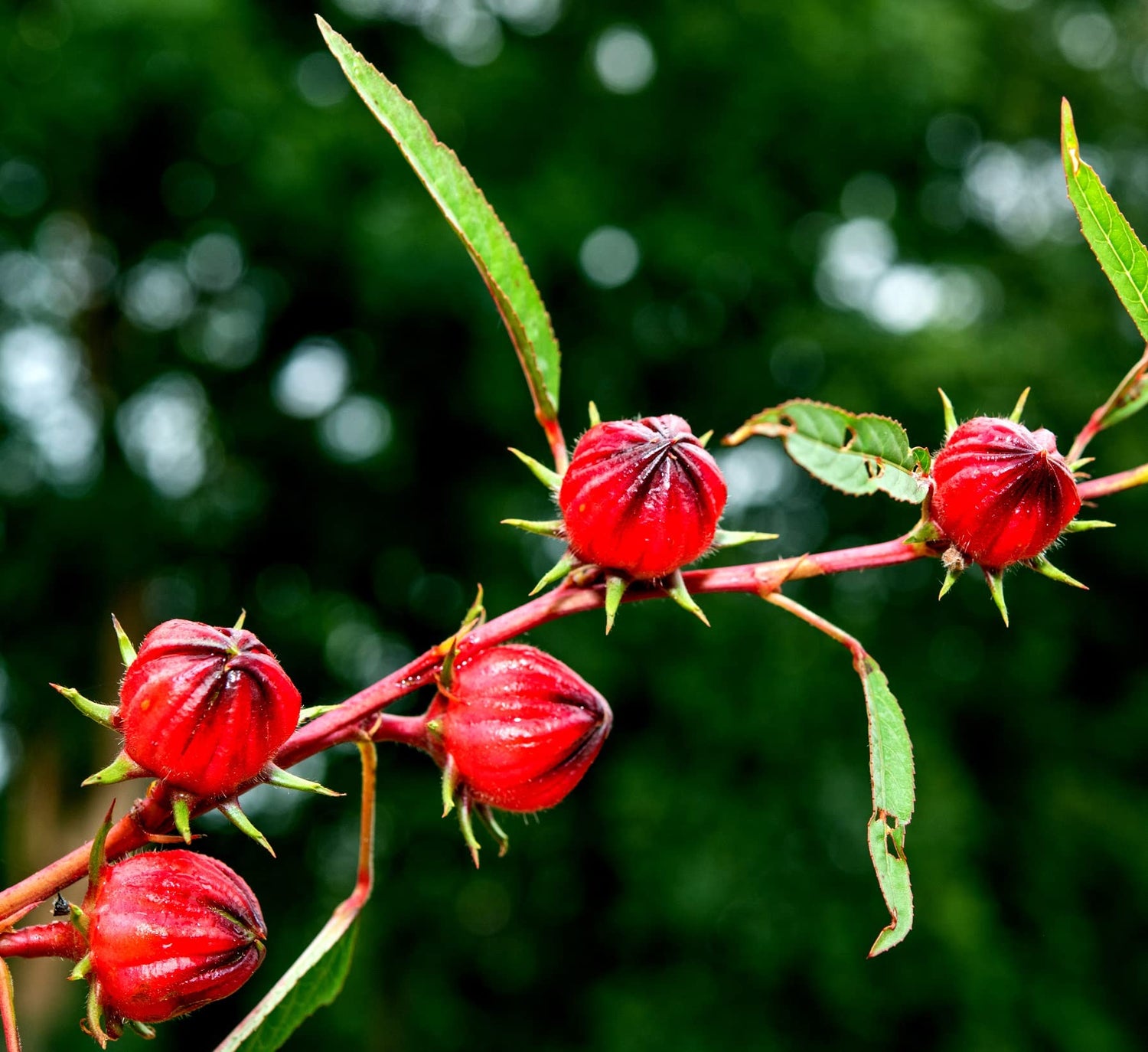 50+ Red Roselle Seeds (Hibiscus sabdariffa) - Asian Sour Leaf - Ships from Iowa, USA