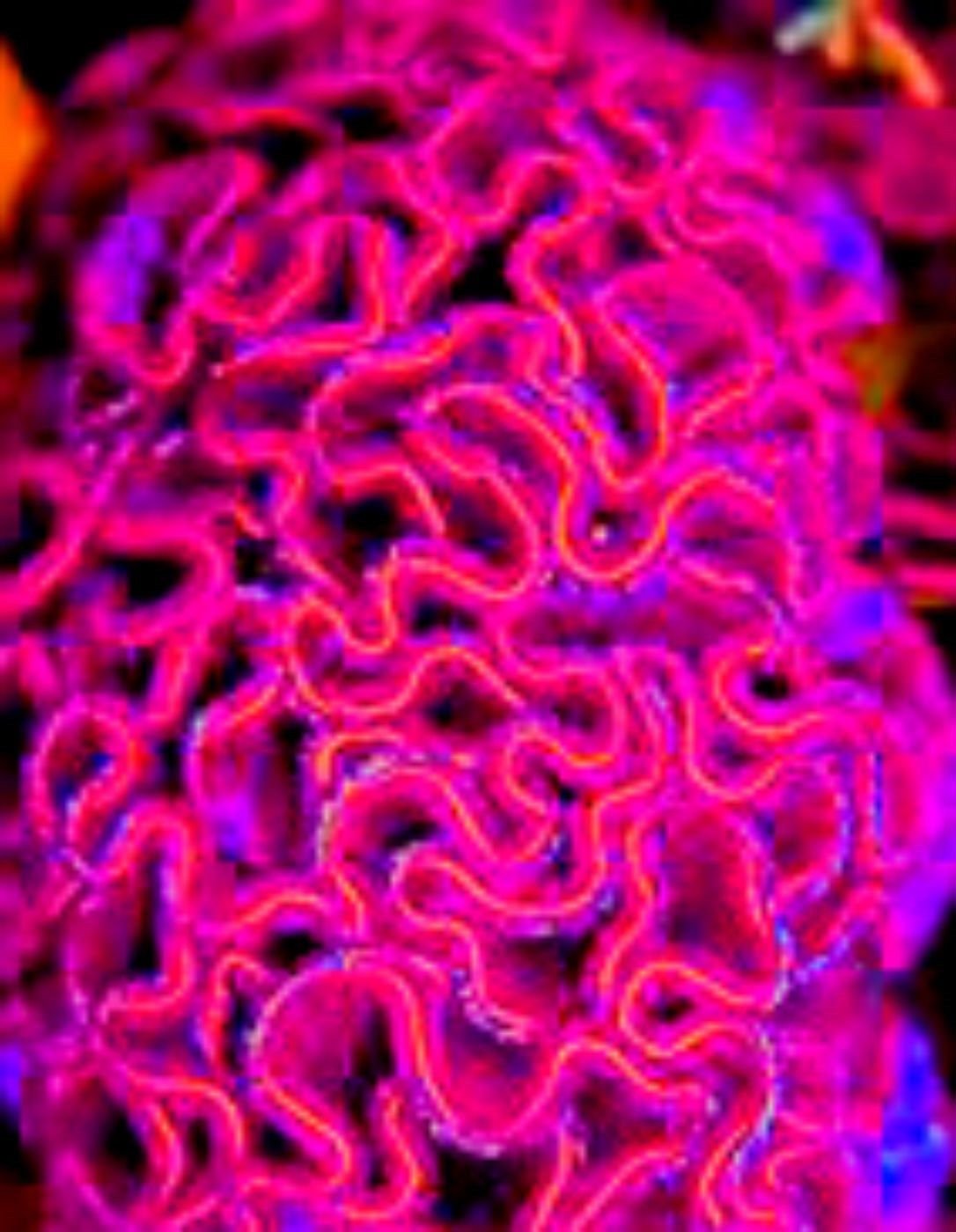 Huge Brain Celosia! Crazy Mixed Colors 100 Seeds ! Comb.s/h! Old Amish Plant!