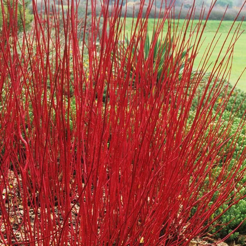 Tatarian Dogwood (Cornus Alba) 20 Seeds to Plant / Seeds for Planting