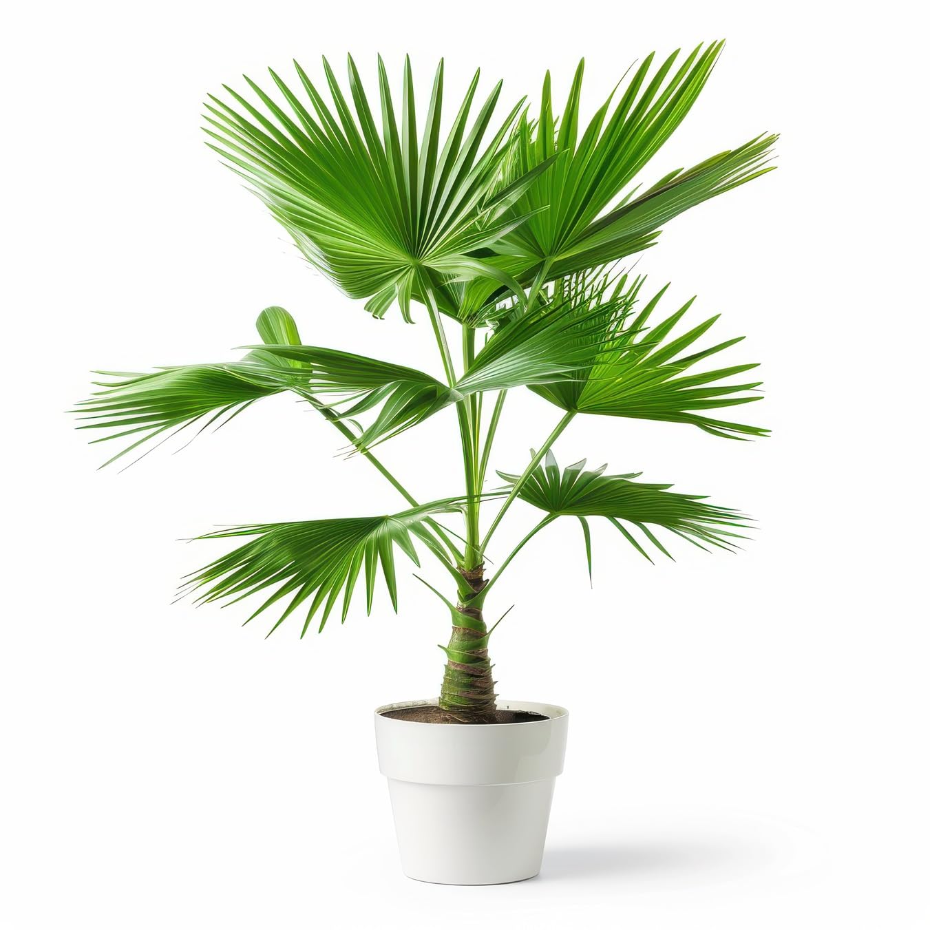 Fan Palm Seeds for Planting (5 Seeds) - Great Indoor Plant or Bonsai