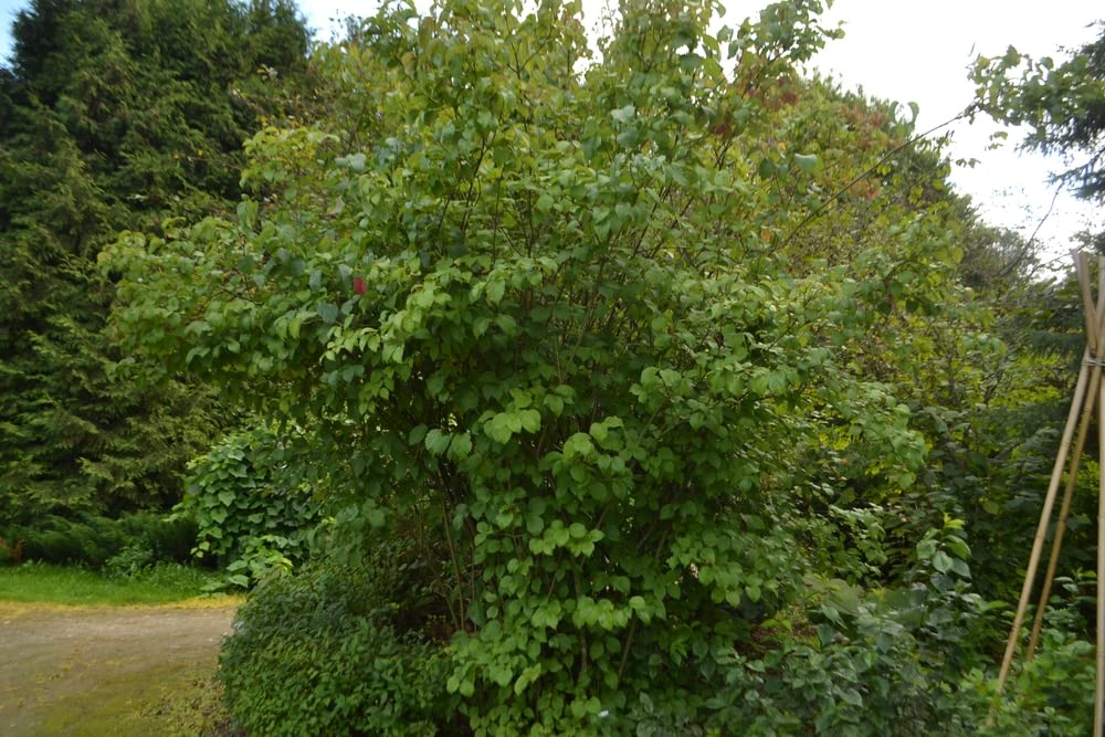 Arrowwood Bush Seeds for Planting (100 Seeds) - Blooming Hedge Row Bush - Viburnum dentatum