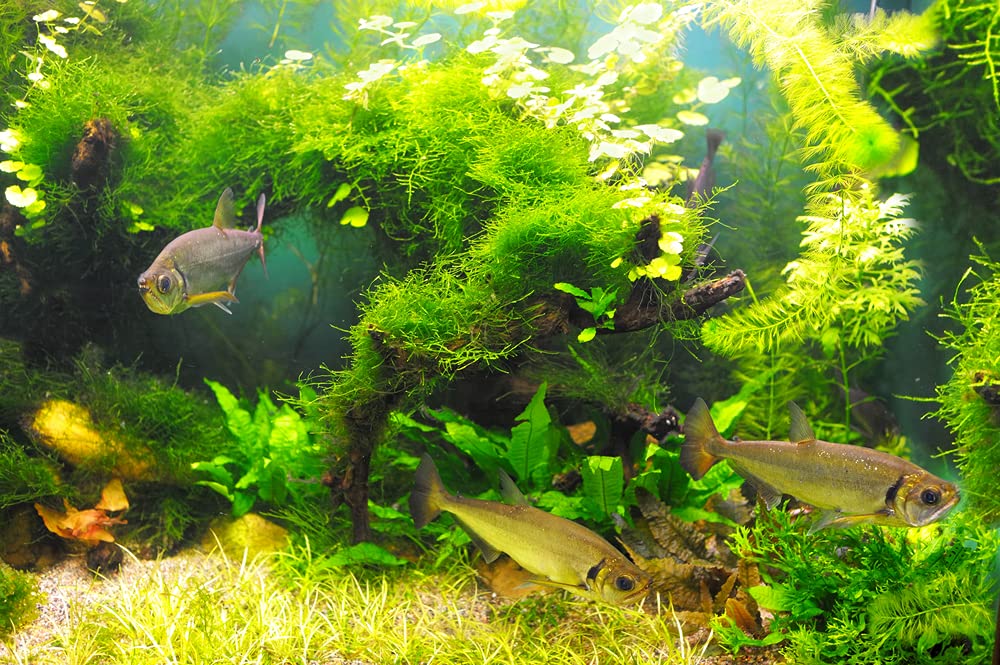 Aquarium Water Grass Seeds for Fish Tank | 100+ Seeds | Decoration Creates Lush Green Carpet, Dwarf Aquarium Grass, Small Cow Hair Grass Seeds