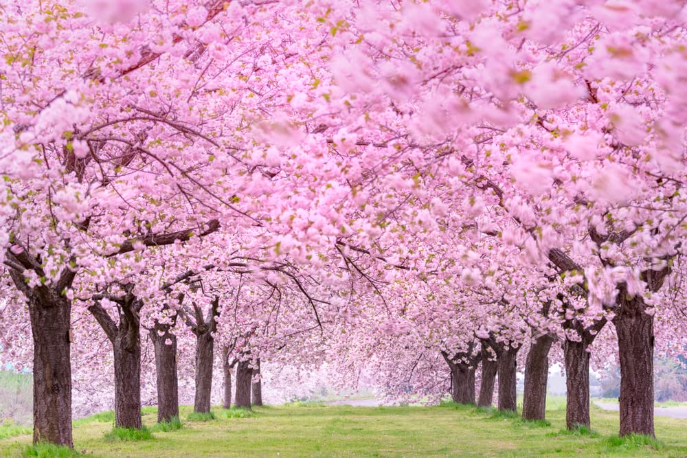 12 Japanese Flowering Cherry Blossom Seeds