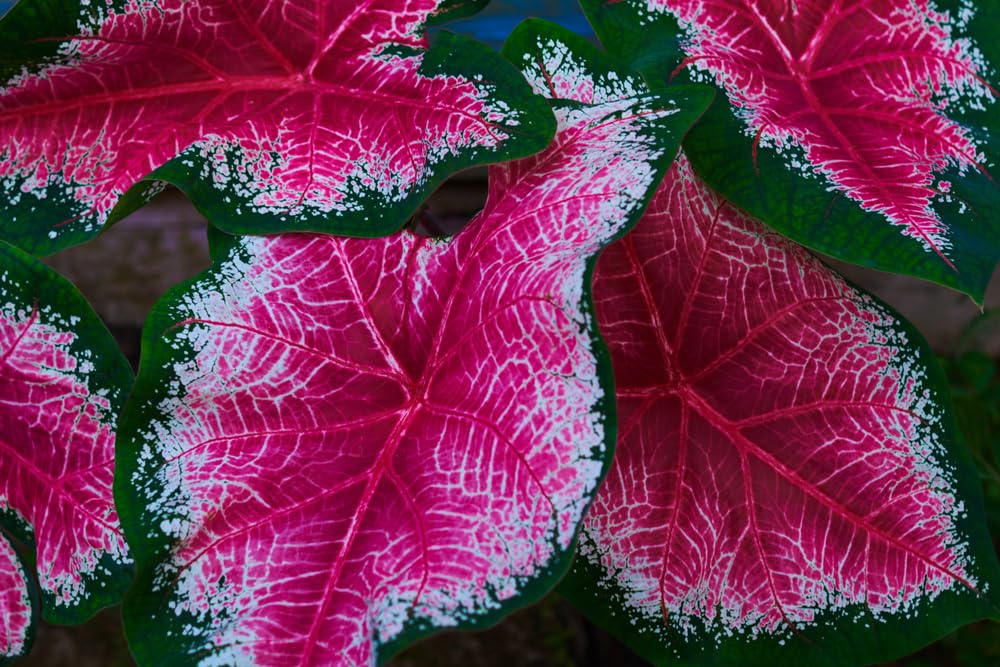 Pink and Green Caladium Bulbs for Planting - Perennial Hosta, Elephant Ears, Fancy (6 Bulbs)