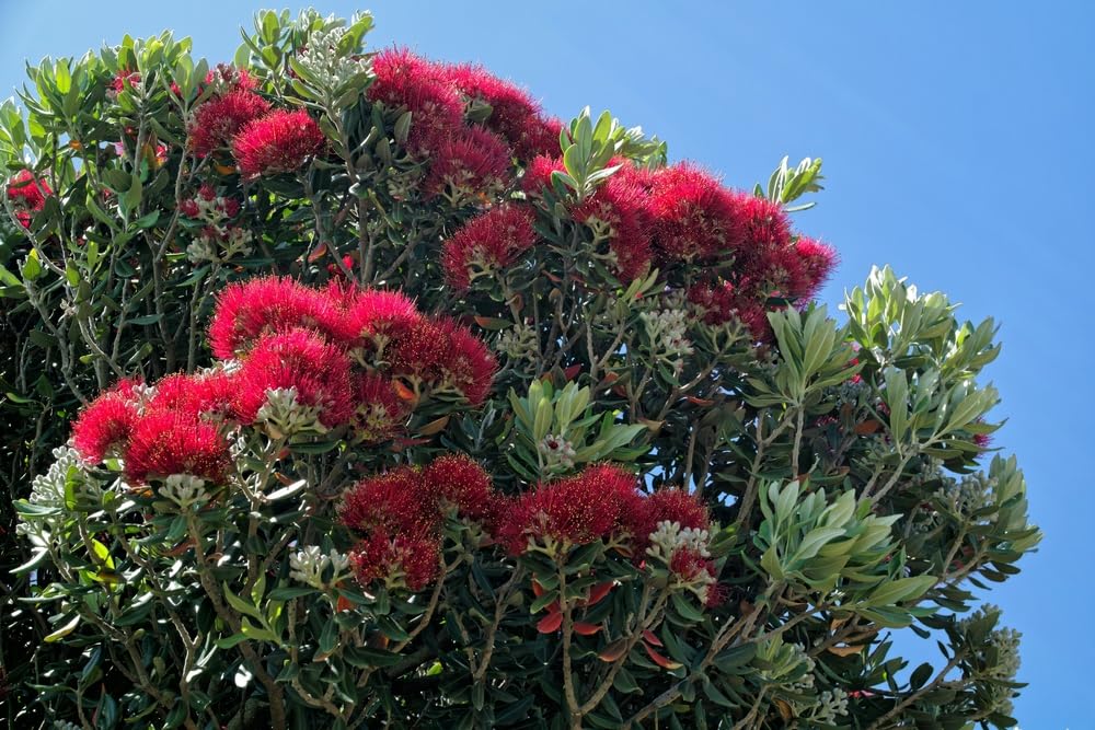 40 New Zealand Christmas Tree Seeds for Planting - Metrosideros excelsa - Pohutukawa