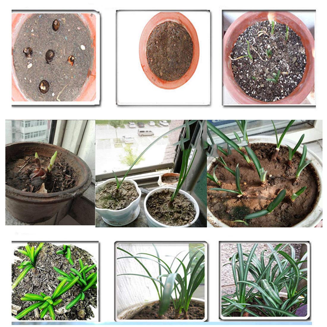 Generic Lycoris Radiata Bulbs Nerine Bowdenni Bulbs Red Bowden Lily Bulbs Red Spider Lily Hardy Nerines Bulbs Mixed Bulbs Bulbs Easy to Plant Red Cornish Lily Bulbs .(Diameter: 10cm.one Bulbs) (red)