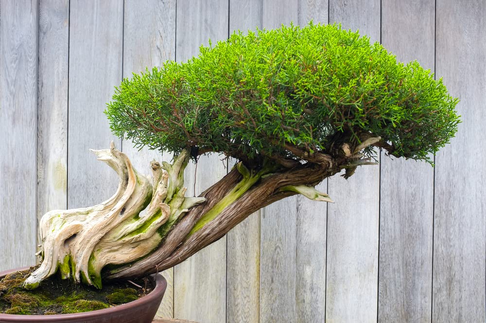 Thuja Evergreen Bonsai Tree Seeds - Western Red Cedar, Thuja plicata - 30 Seeds