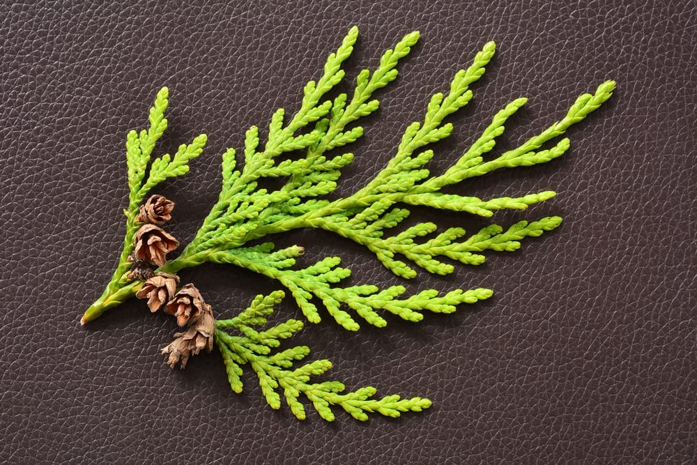 Western Red Cedar Tree Seeds for Planting - Thuja plicata - 50 Seeds