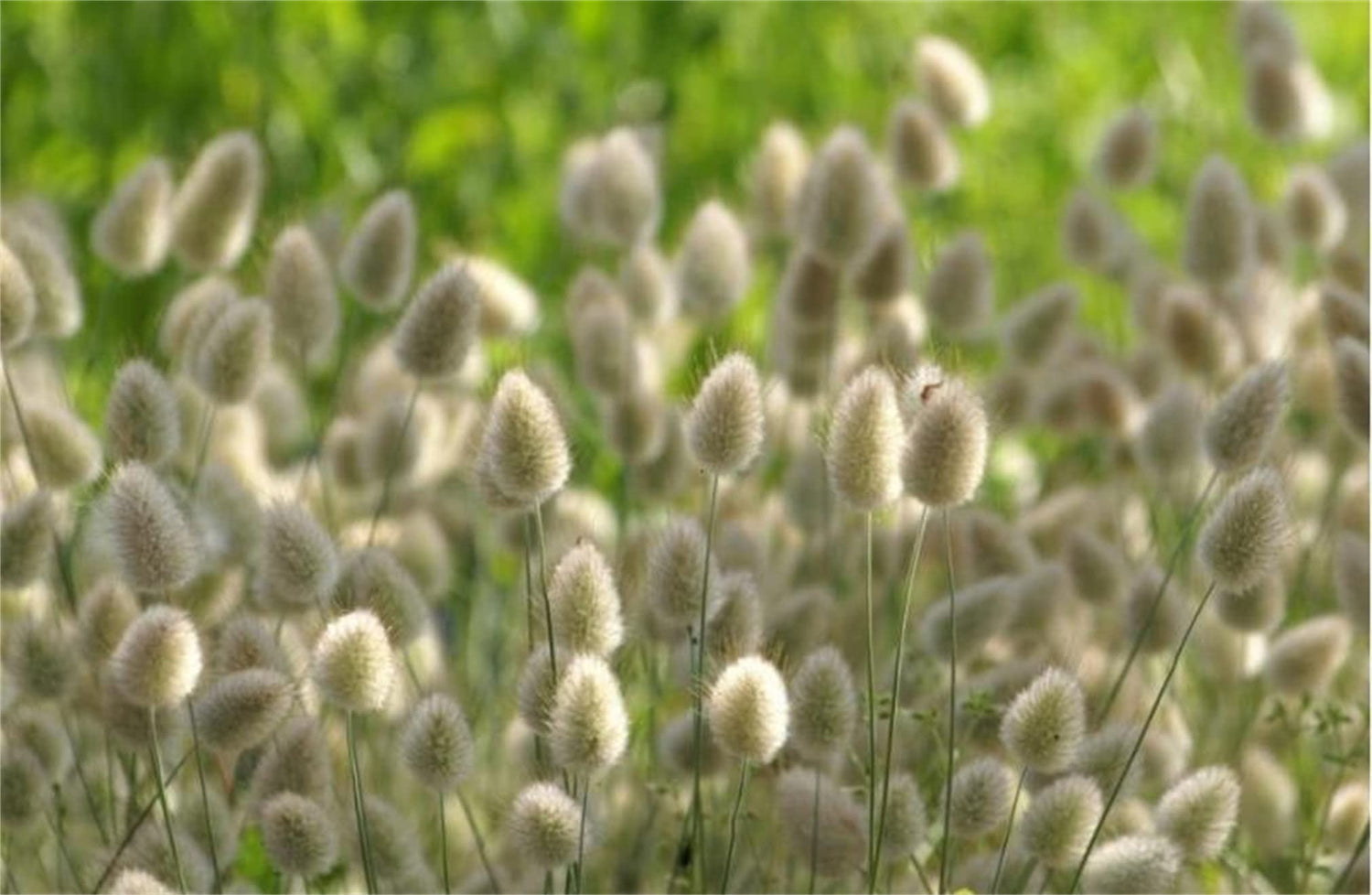 zellajake Rare Flower Seeds Lagurus Ovatus Ornamental Grass Bunny Tails Annual 100 Seeds