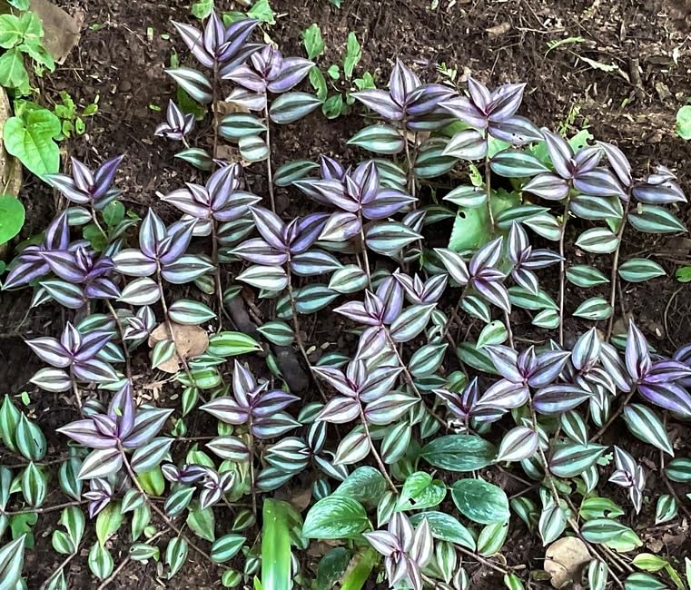 4 Purple and Silver Wandering Jew Cuttings for Planting - Tradescantia Zebrina Plant - Easy to Grow Indoor Outdoor Plant