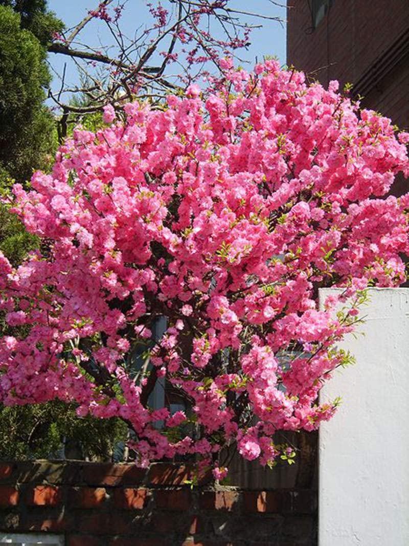 Flowering Plum Tree Seeds | 10 Seeds of Prunus triloba | Flowering Almond Tree Prized for Stunning Pink Blooms