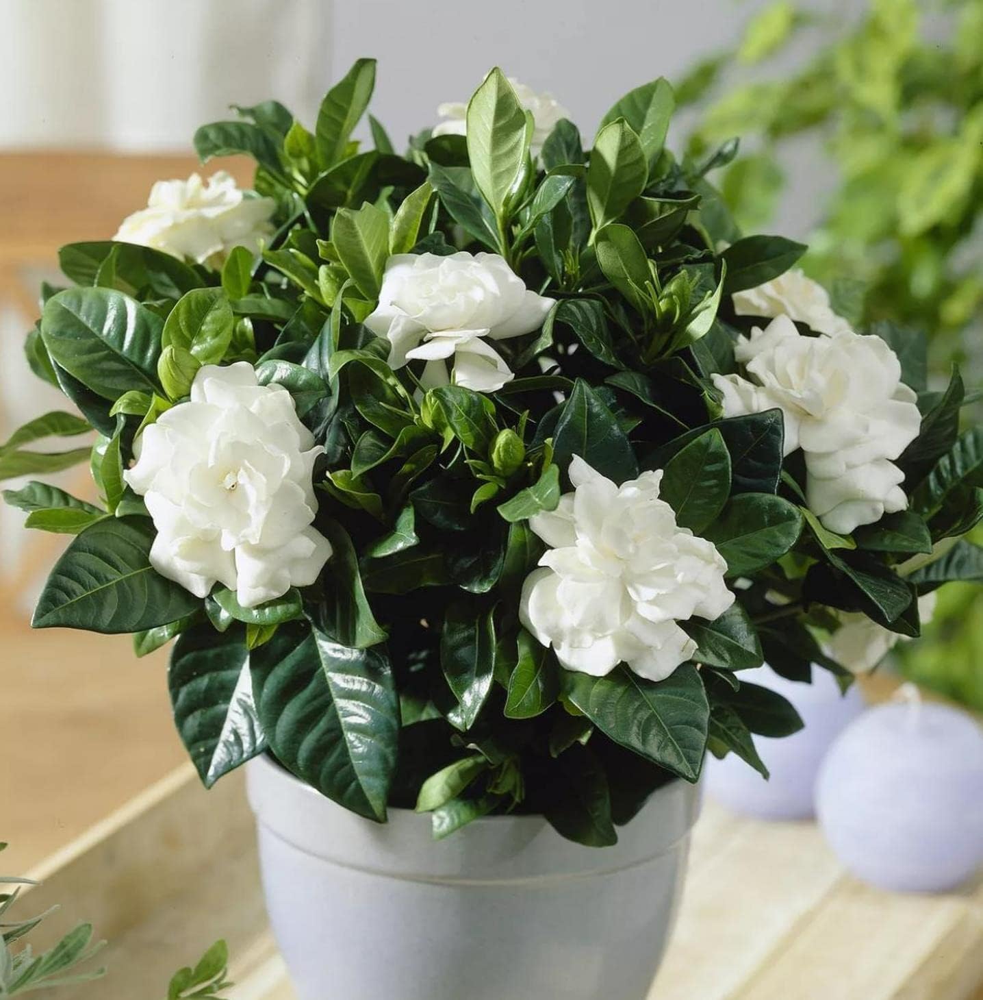 300+ Gardenia Seeds (Cape Jasmine) for Home Garden Planting - Gardenia jasminoides