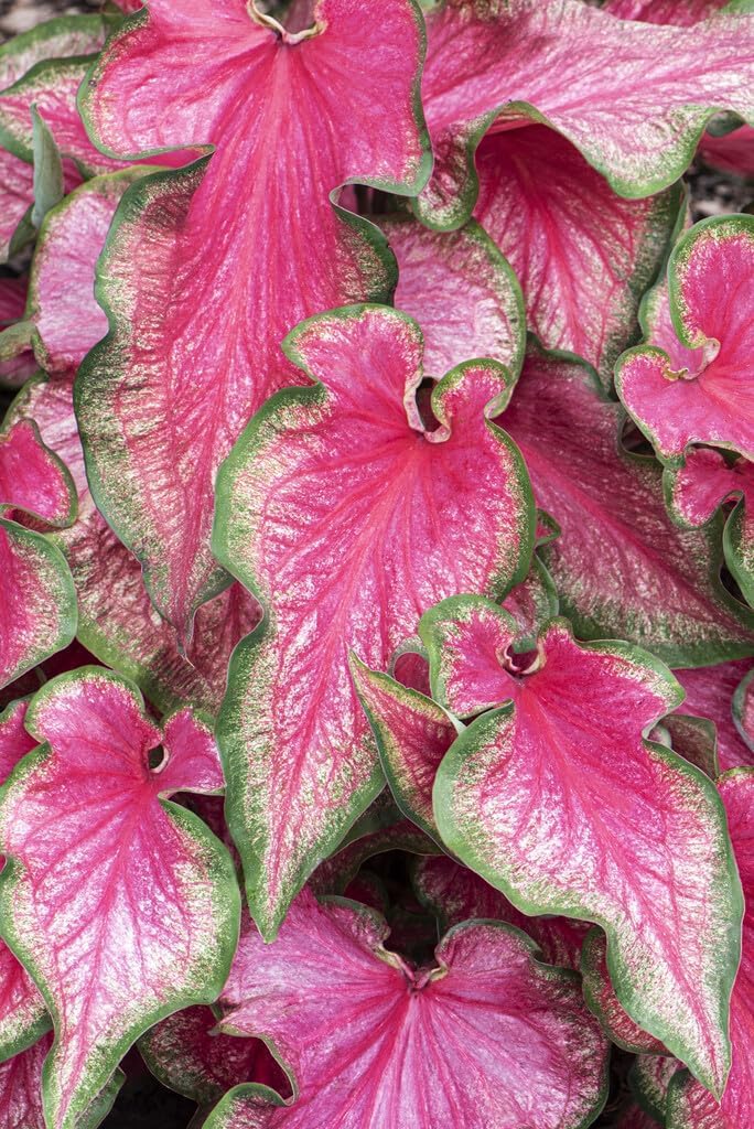 6 Pinky Swear Caladium Bulbs for Planting - Perennial Hosta, Elephant Ears, Fancy (6 Bulbs)