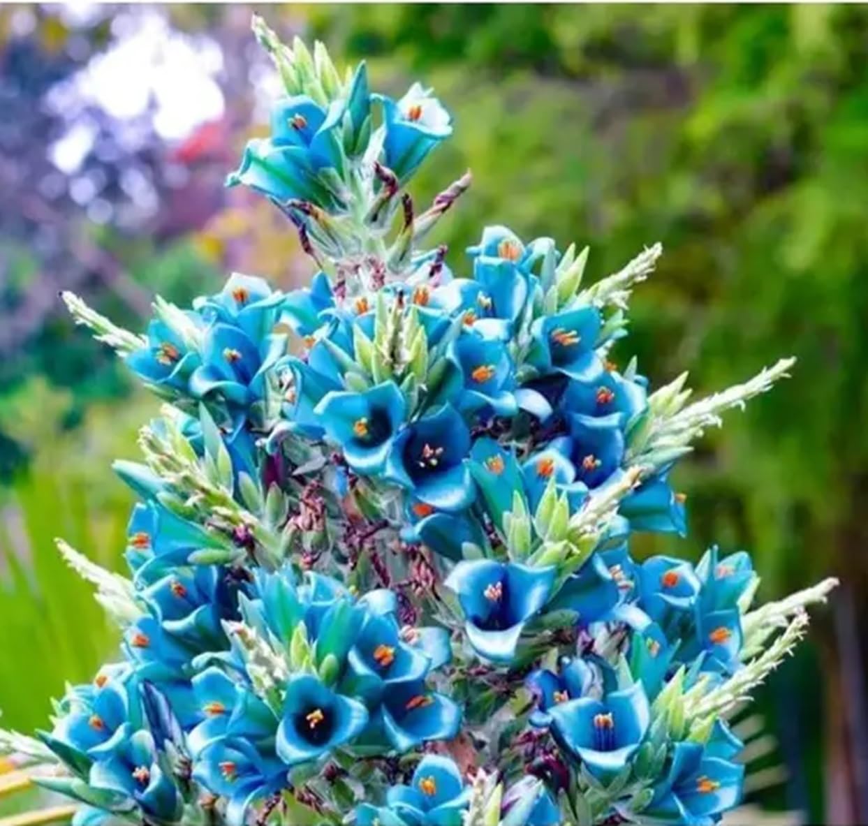 30 Sapphire Tower Puya Seeds to Grow