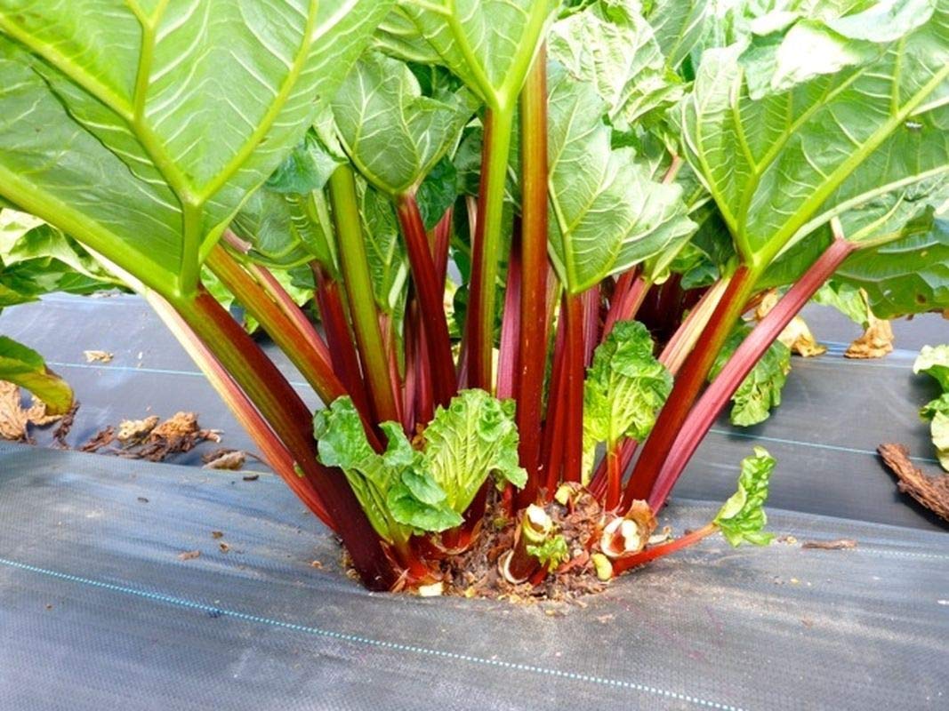 Victoria' Rhubarb Seeds - Much milder and Sweeter Than Other Types. So Good(25 - Seeds)