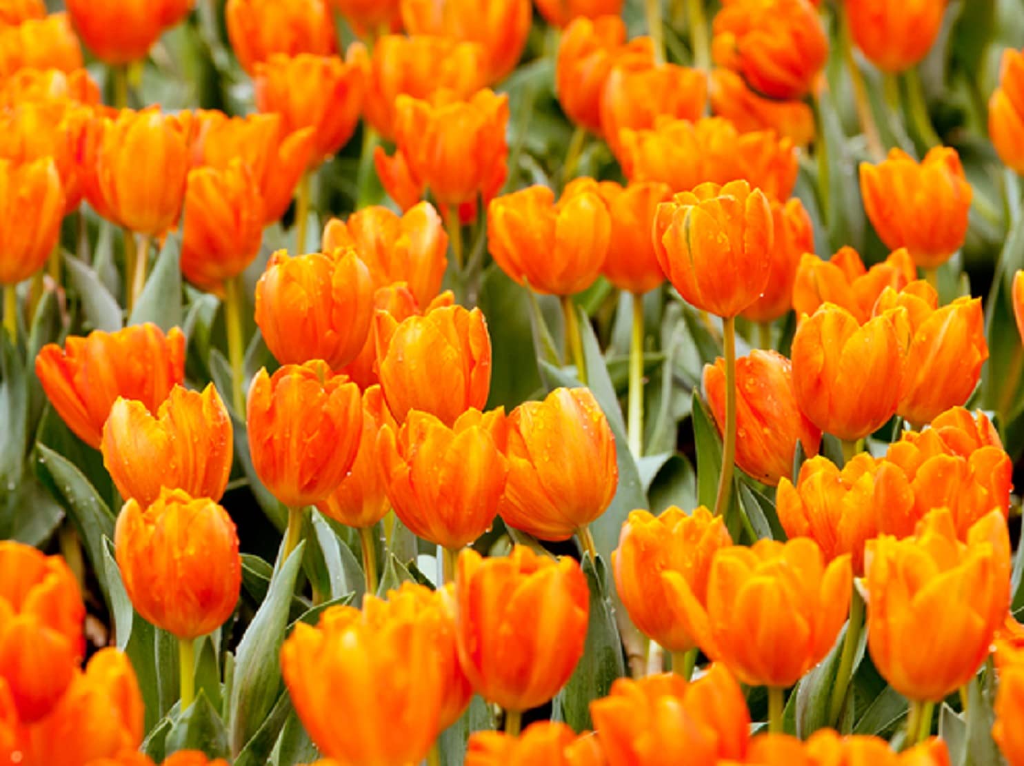 10 Orange Tulip Bulbs to Grow - Ships from Iowa, USA - Vibrant Orange Tulips, Award Winning
