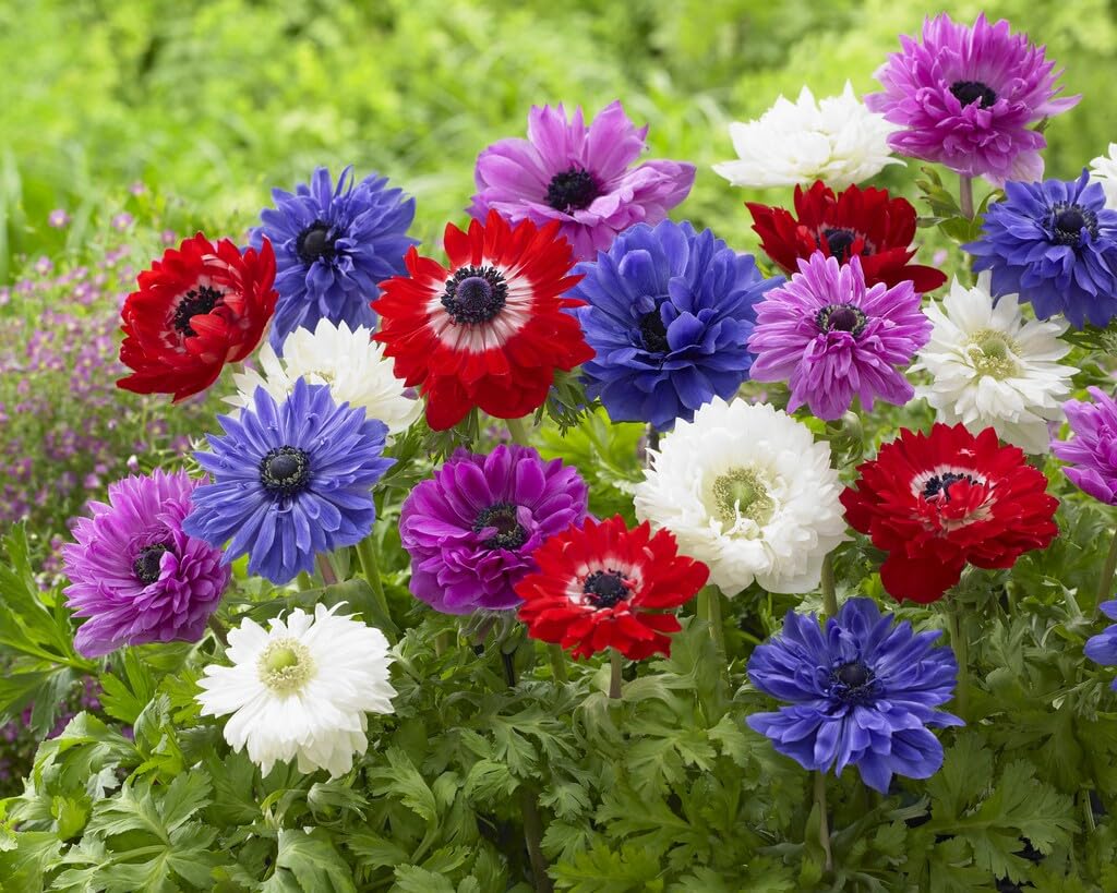 St Brigid Anemone Bulbs for Planting - Easy to Grow Perennial Flower Bulbs - Colorful Spring Flowers
