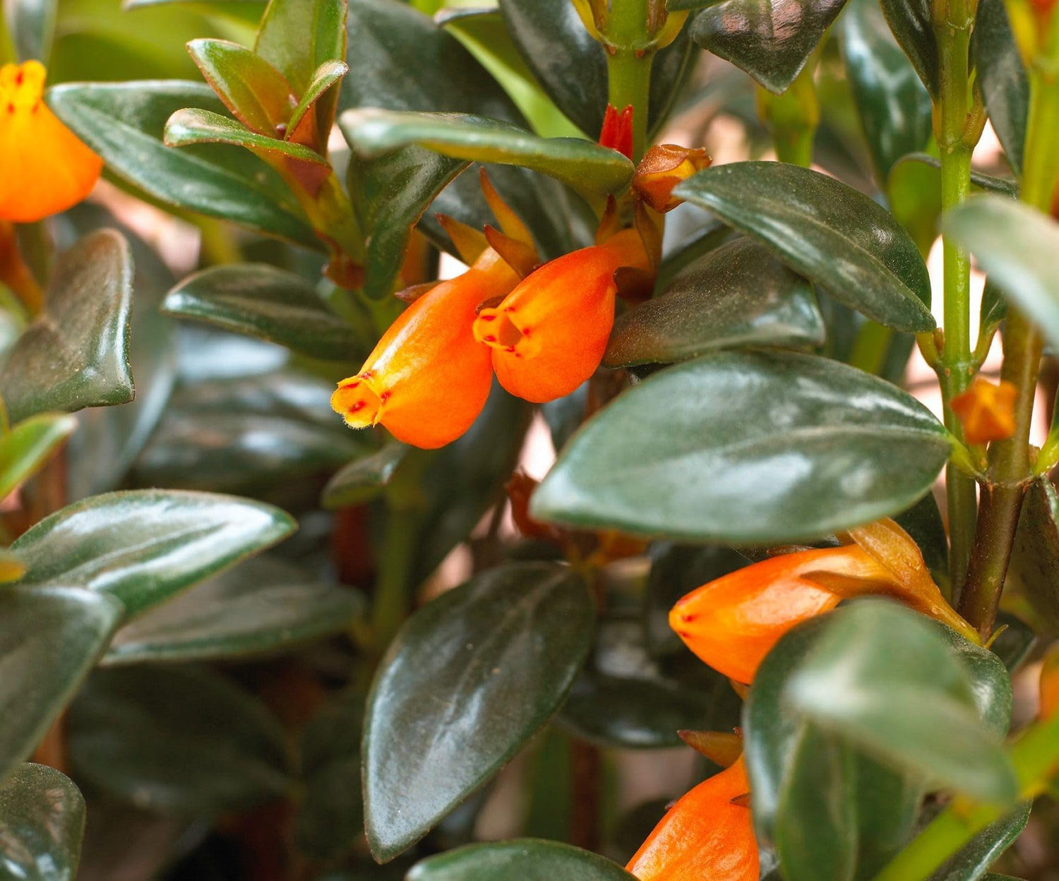 Orange Goldfish Starter Plant - 2 Inch Pot