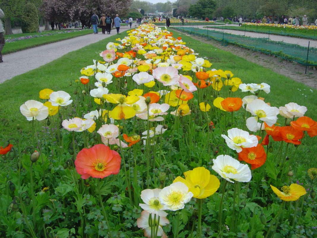 Iceland Poppy Seeds for Planting - Exotic Heirloom Seeds