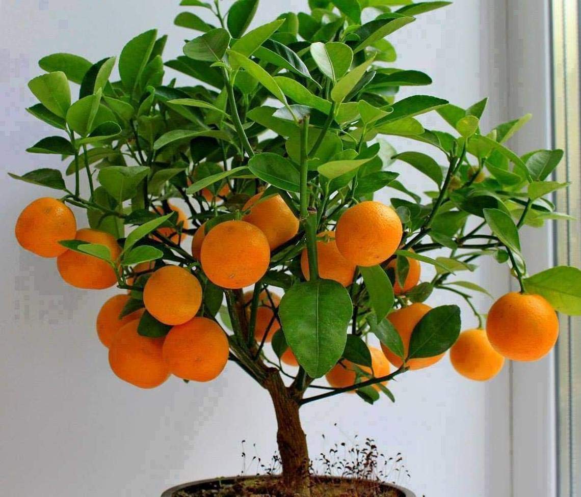 10 Edible Fruit Orange Tree Seeds, Grow Delicious Oranges - Ships from Iowa.
