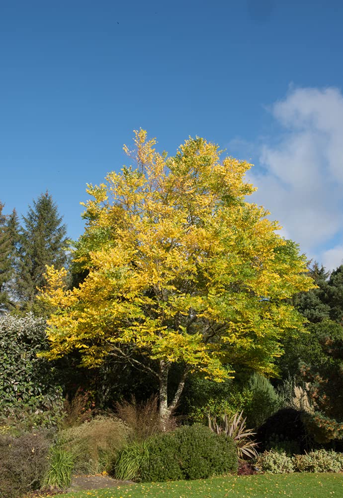 Kentucky Coffee Tree Seeds for Planting - 10 Seeds - Gymnocladus dioicus - Made in USA, Ships from Iowa…