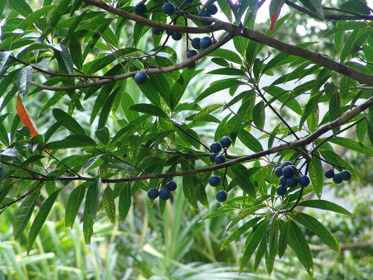 Blue Marble Tree Seeds for Planting (5 Seeds) - Elaeocarpus angustifolius - Blue Fig Tree, Blue Balls Tree