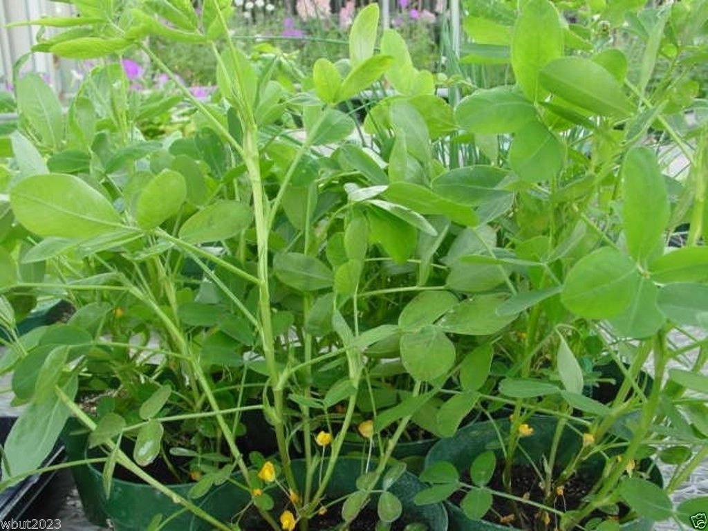 50 Champ Peanut Seeds (Shell) early maturing Virginia-type peanut
