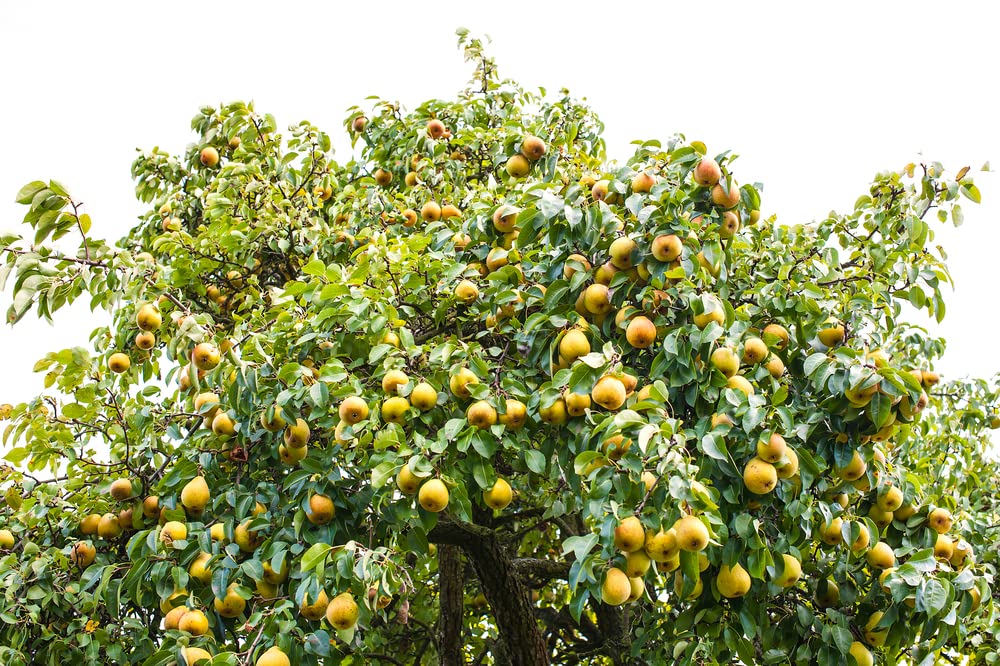 Pear Tree Seeds -20 Seeds - Grow Fresh Pears - Made in USA. Ships from Iowa