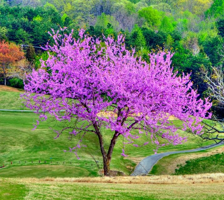 Redbud Tree Seedlings for Planting - Amazing Pink Spring Flowers - No Ship to California