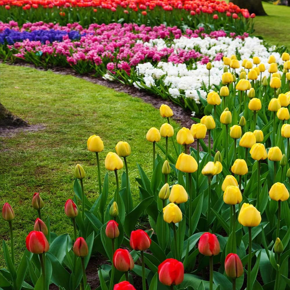 3pcs Tulip Bulbs Mixed Tulips Varieties Collection Tulips Bulbs for Gardens Spring Flowering Bulbs Ready to Plant Flower Bulbs Add a Pop of Vibrant Color to Your Garden with Beautiful Tulip Bulbs