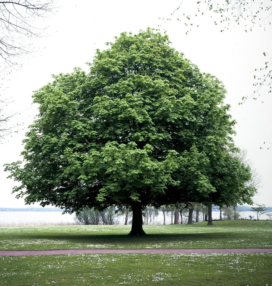 Ohio Buckeye Tree Seedlings for Planting - No Ship to California